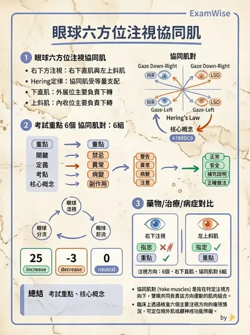 驗光生 - 眼球運動、內聚功能與瞳孔反應檢查 - AI 圖文解析預覽
