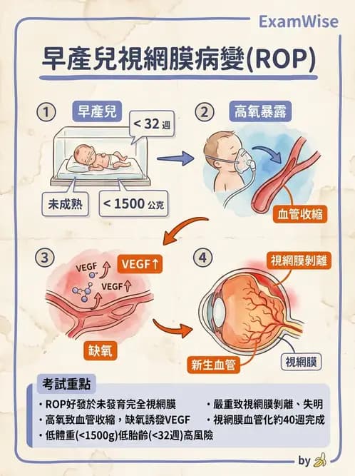 驗光生 - 視網膜與玻璃體疾病 - AI 圖文解析預覽