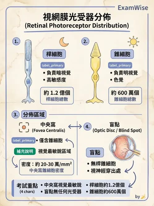 驗光生 - 視網膜組織結構與感光細胞 - AI 圖文解析預覽