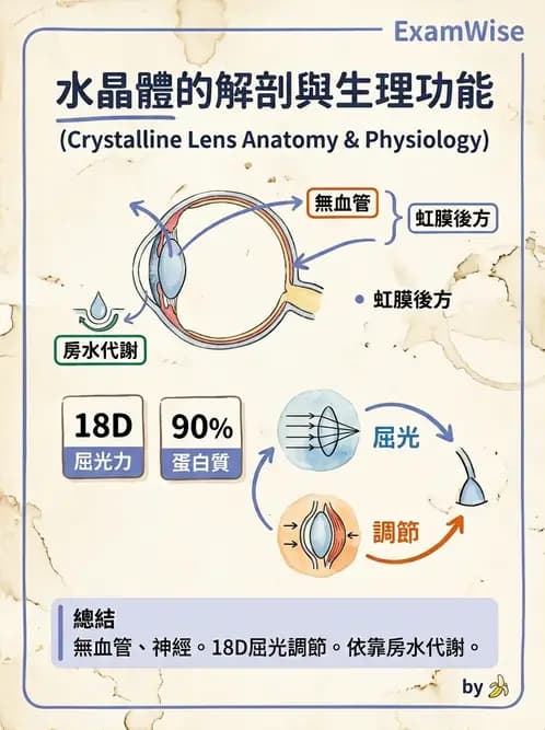 驗光生 - 屈光介質與眼壓調節 - AI 圖文解析預覽