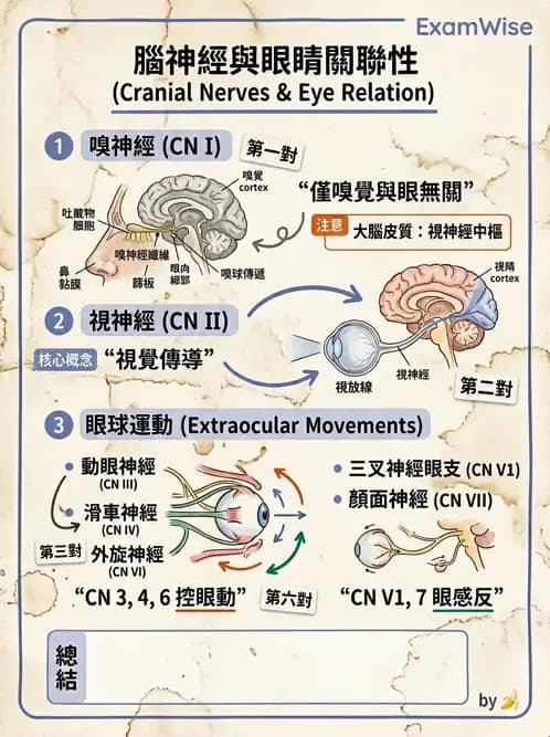 驗光生 - 視覺傳導路徑與瞳孔反射 - AI 圖文解析預覽