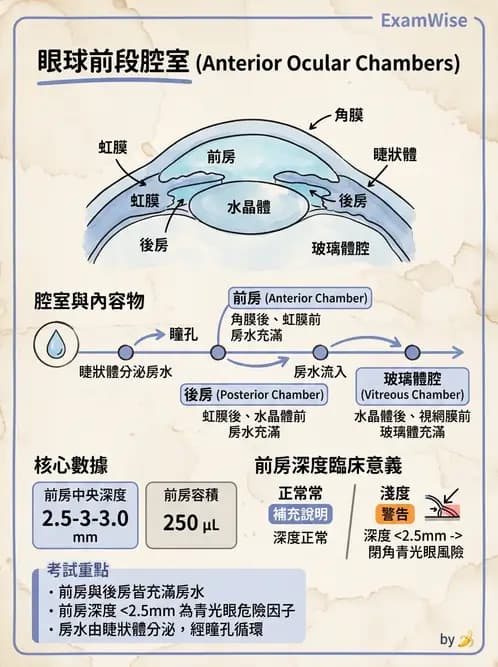 驗光生 - 屈光介質與眼壓調節 - AI 圖文解析預覽