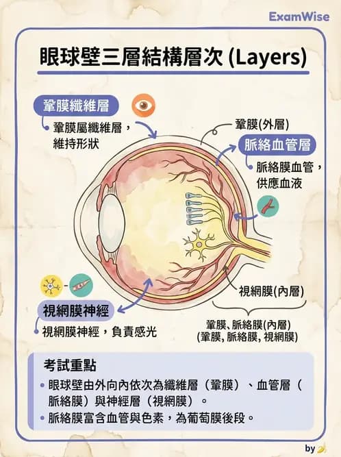 驗光生 - 眼部血液供應、脈絡膜與玻璃體 - AI 圖文解析預覽