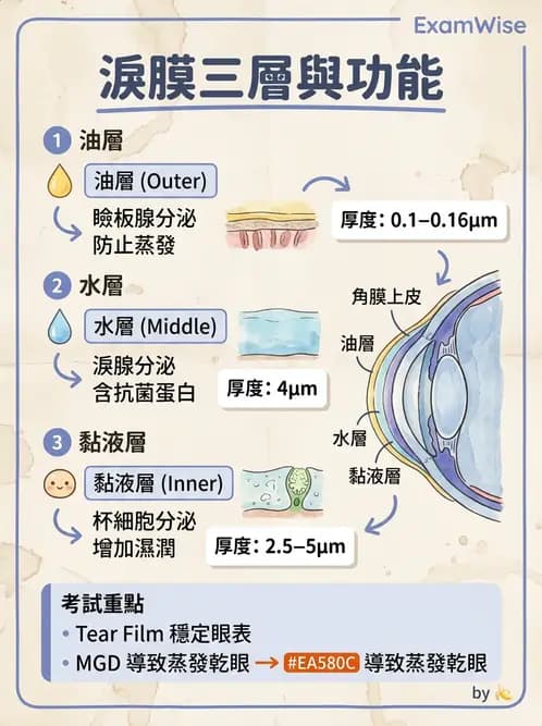 驗光生 - 淚器系統解剖與生理 - AI 圖文解析預覽