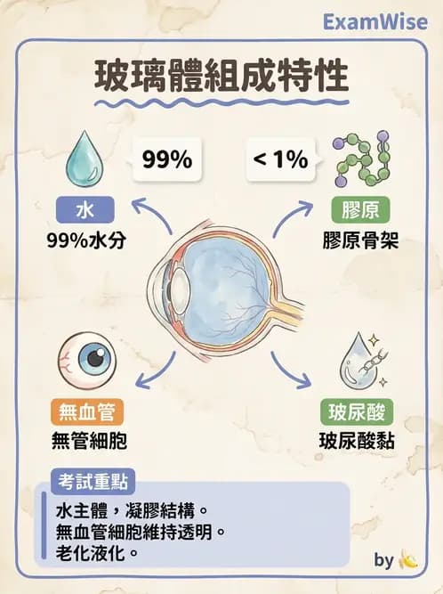 驗光生 - 眼部血液供應、脈絡膜與玻璃體 - AI 圖文解析預覽