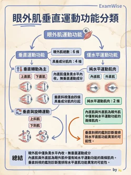 驗光生 - 眼外肌解剖與運動神經支配 - AI 圖文解析預覽