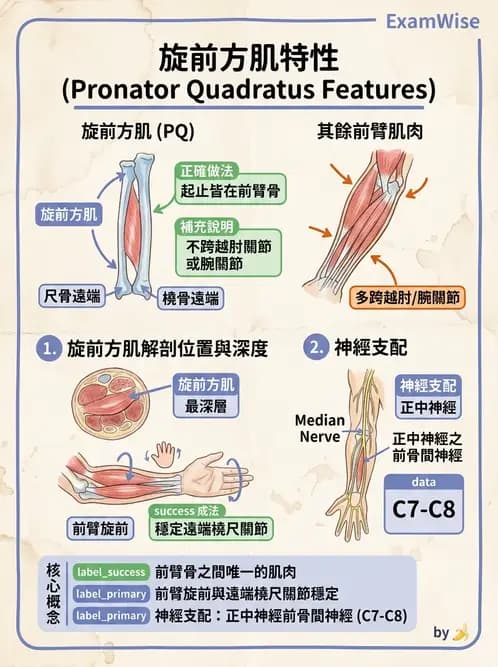放射 - 上肢肌肉 - AI 圖文解析預覽