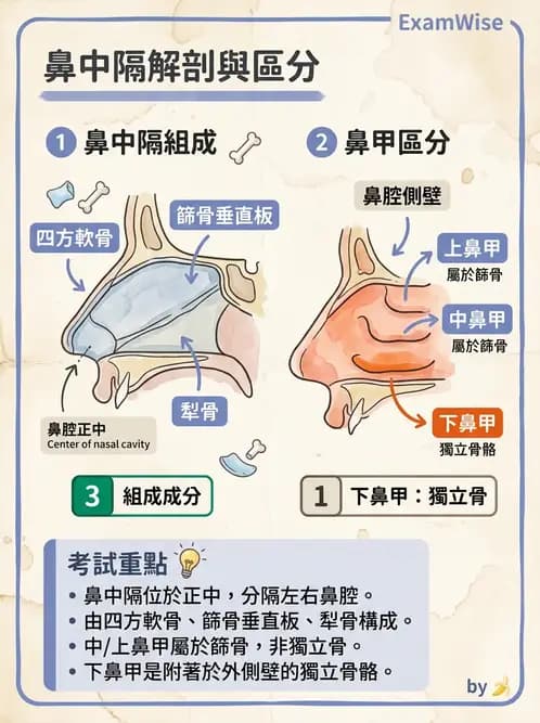 放射 - 骨骼系統 - AI 圖文解析預覽