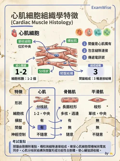 放射 - 細胞、組織與外皮系統 - AI 圖文解析預覽