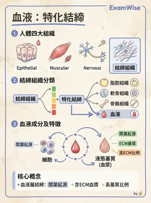放射 - 細胞、組織與外皮系統 - AI 圖文解析預覽