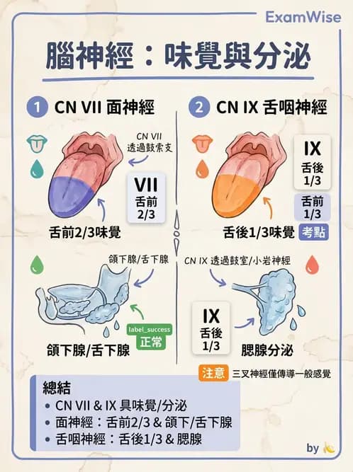 放射 - 腦神經 - AI 圖文解析預覽