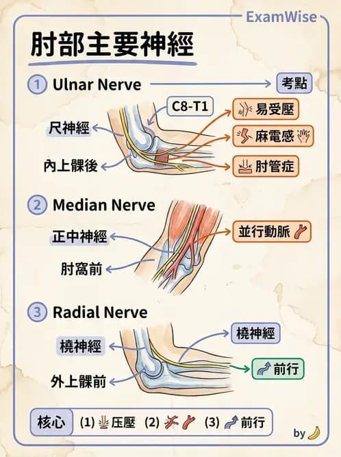 放射 - 脊神經叢與肢體神經 - AI 圖文解析預覽