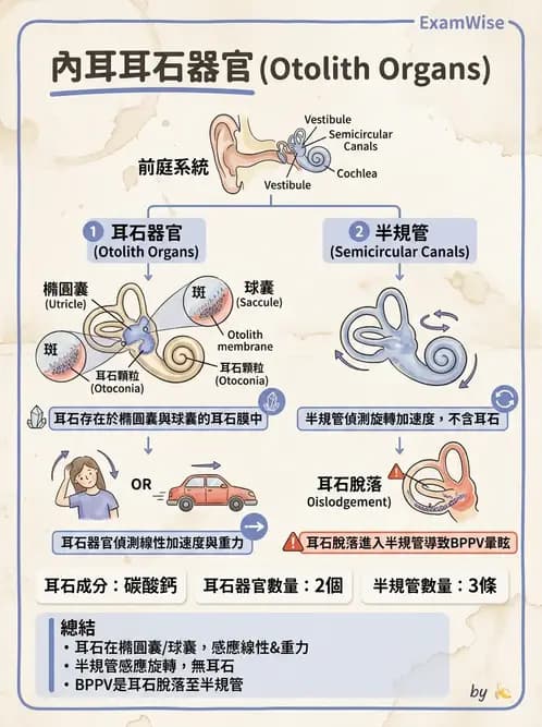 放射 - 特殊感官 - AI 圖文解析預覽