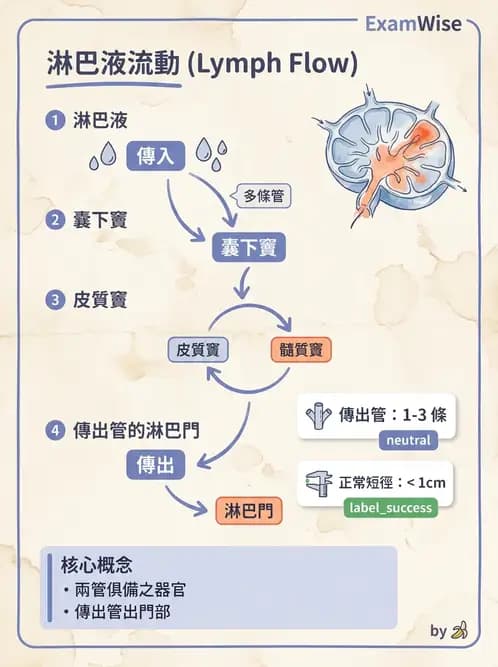放射 - 淋巴及免疫系統 - AI 圖文解析預覽