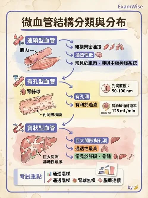 放射 - 血管 - AI 圖文解析預覽