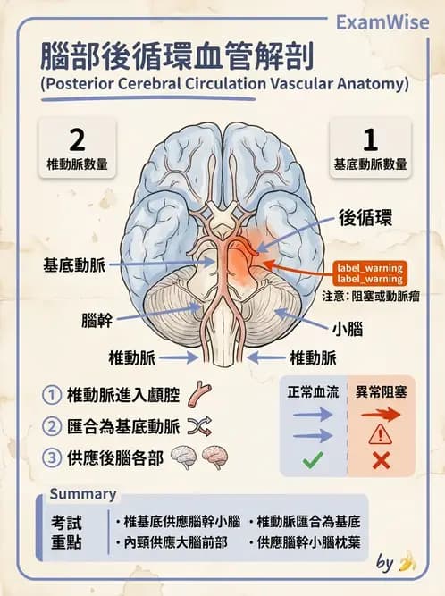 放射 - 血管 - AI 圖文解析預覽