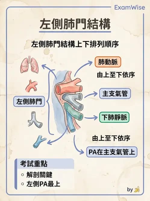放射 - 呼吸系統 - AI 圖文解析預覽