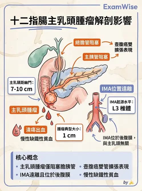 放射 - 消化系統 - AI 圖文解析預覽