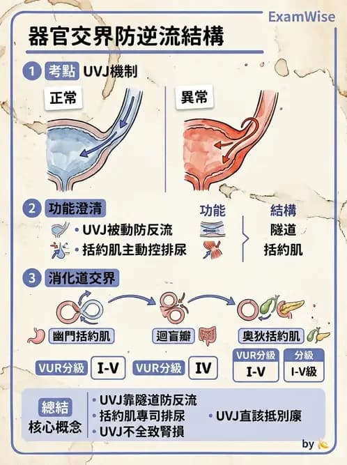 放射 - 消化系統 - AI 圖文解析預覽