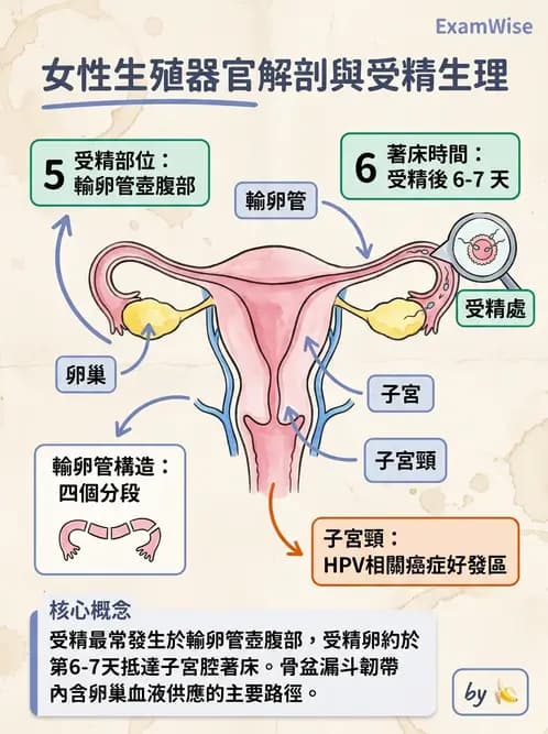 放射 - 生殖系統 - AI 圖文解析預覽