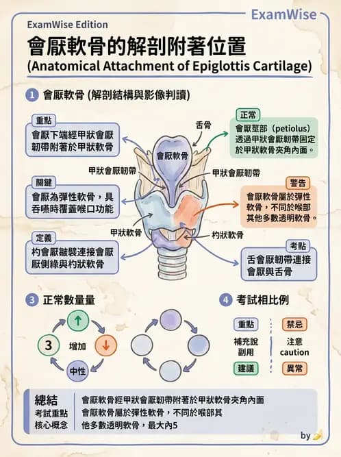 放射 - 呼吸系統 - AI 圖文解析預覽