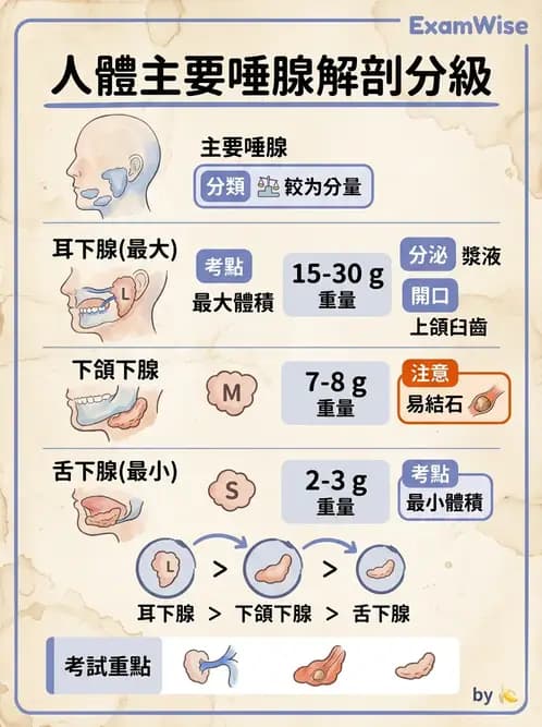 放射 - 消化系統 - AI 圖文解析預覽