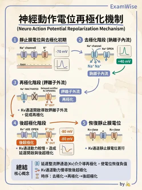 放射 - 神經生理 - AI 圖文解析預覽