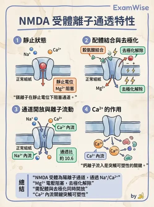 放射 - 神經生理 - AI 圖文解析預覽