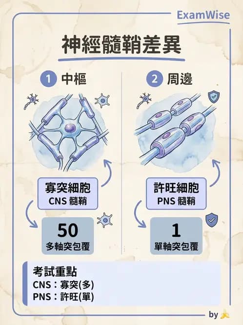 放射 - 大腦皮質與神經細胞 - AI 圖文解析預覽