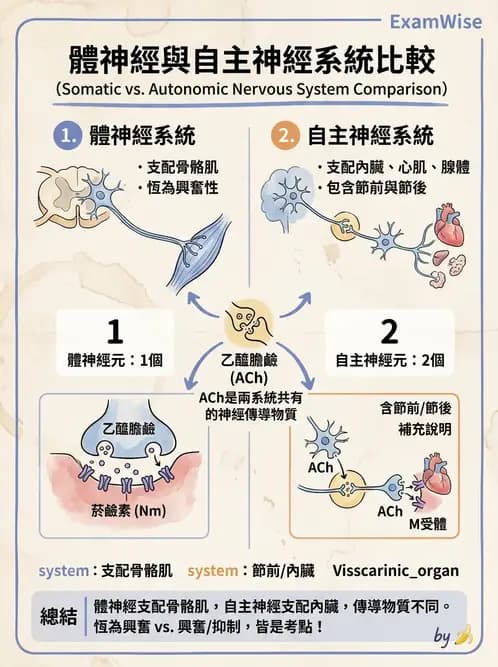 放射 - 神經生理 - AI 圖文解析預覽