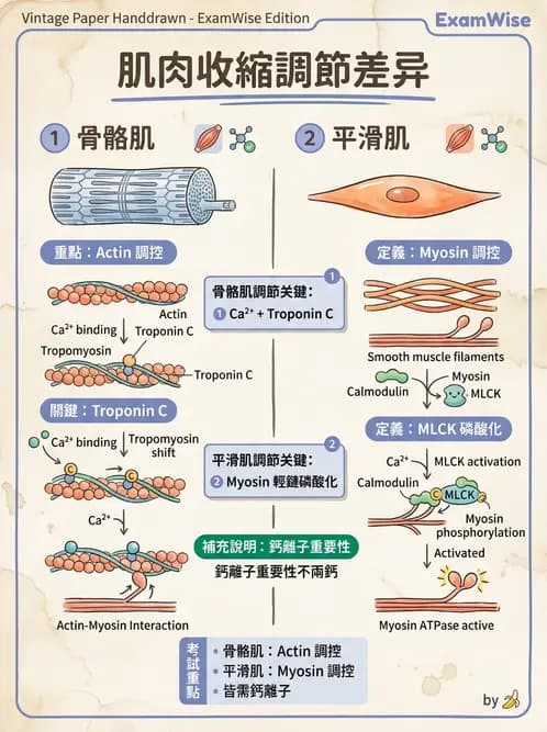 放射 - 肌肉及代謝生理 - AI 圖文解析預覽