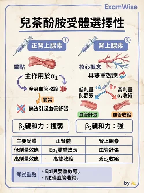 放射 - 心血管生理 - AI 圖文解析預覽