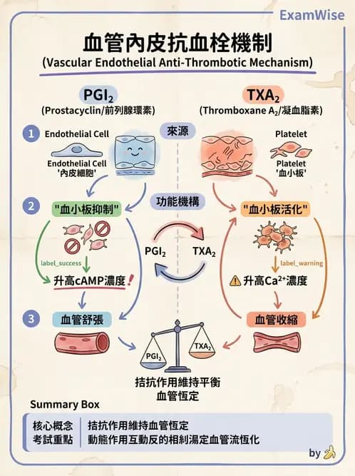 放射 - 血液及免疫生理 - AI 圖文解析預覽