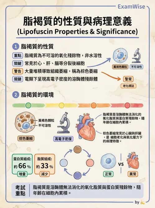 放射 - 感染、修復及其反應 - AI 圖文解析預覽