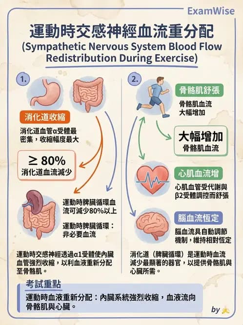 放射 - 心血管生理 - AI 圖文解析預覽