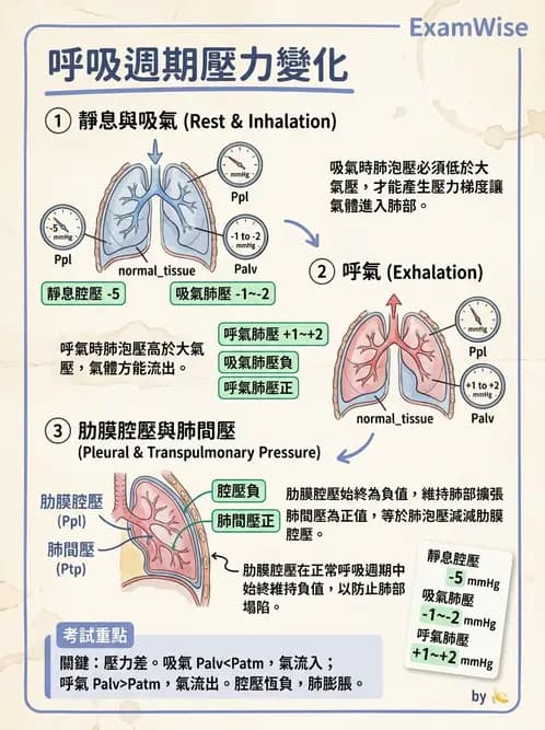 放射 - 呼吸生理 - AI 圖文解析預覽
