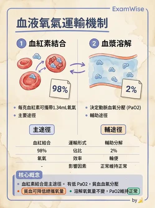 放射 - 呼吸生理 - AI 圖文解析預覽