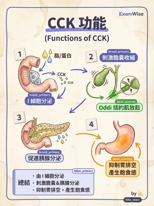 放射 - 胃腸生理 - AI 圖文解析預覽