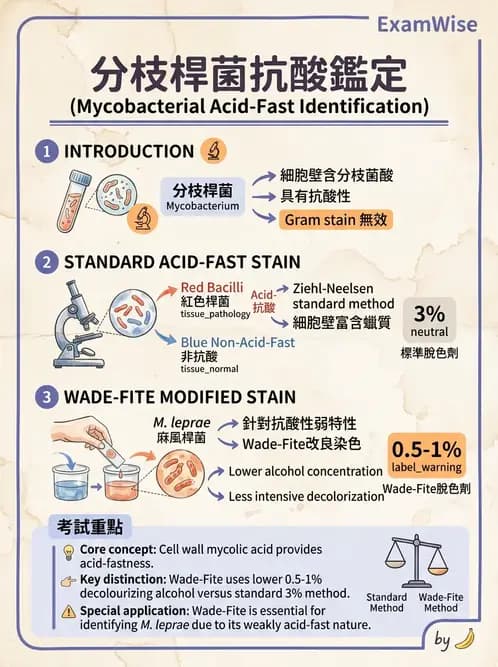 放射 - 感染、修復及其反應 - AI 圖文解析預覽