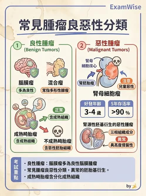 放射 - 惡性腫瘤 - AI 圖文解析預覽