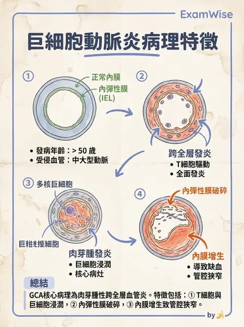 放射 - 心臟及血管疾病 - AI 圖文解析預覽