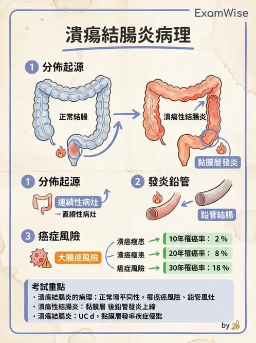 放射 - 口腔及腸胃道疾病 - AI 圖文解析預覽