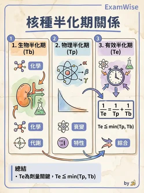 放射 - 體內劑量 - AI 圖文解析預覽