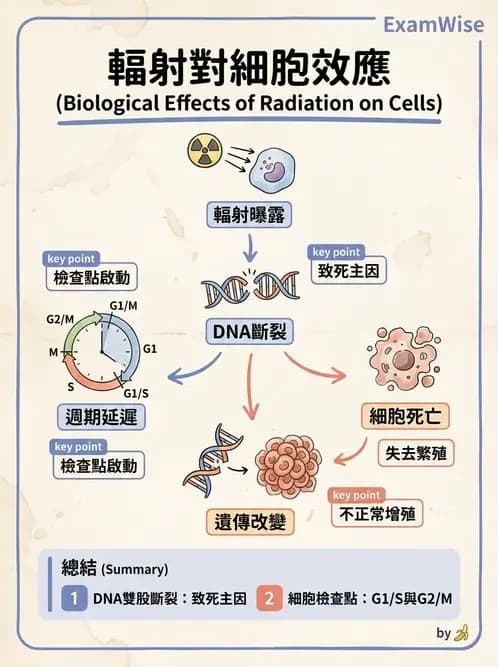 放射 - DNA損傷修復與細胞效應 - AI 圖文解析預覽