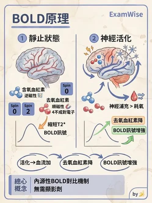 放射 - 主磁場、磁鐵類型與勻場 - AI 圖文解析預覽