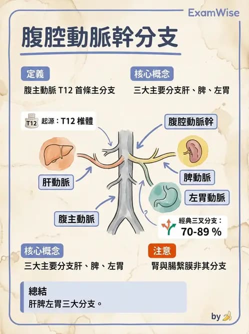放射 - 血管攝影原理與解剖 - AI 圖文解析預覽