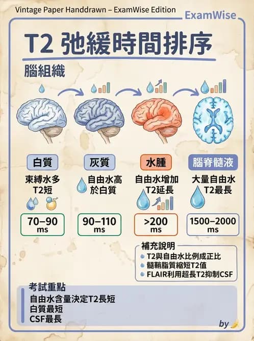 放射 - 磁振造影原理 - AI 圖文解析預覽