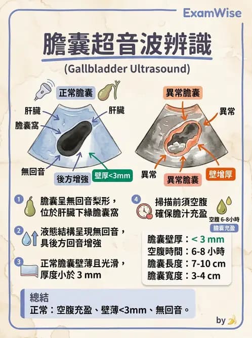 放射 - 肝臟超音波 - AI 圖文解析預覽