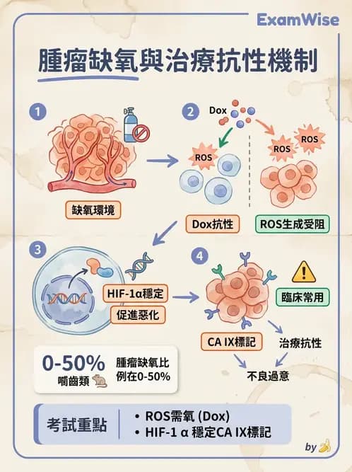 放射 - LET、RBE、OER與復氧效應 - AI 圖文解析預覽