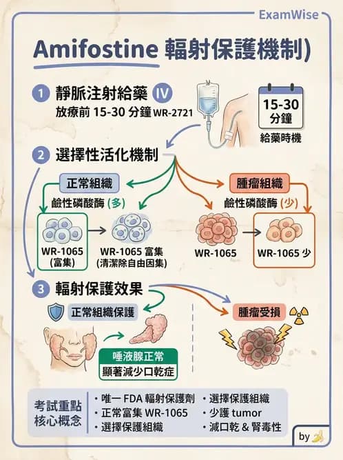 放射 - 輻射增敏與保護 - AI 圖文解析預覽